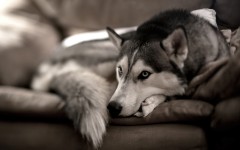 Desktop wallpaper. Dogs. ID:48373