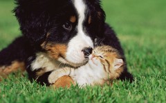 Desktop wallpaper. Dogs. ID:48374