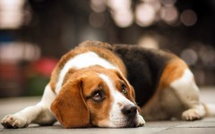Desktop wallpaper. Dogs. ID:48375