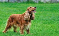Desktop wallpaper. Dogs. ID:48376