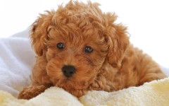 Desktop wallpaper. Dogs. ID:48377