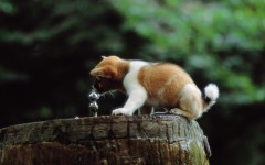Desktop wallpaper. Dogs. ID:48378