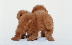 Desktop wallpaper. Dogs. ID:48379
