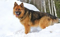 Desktop wallpaper. Dogs. ID:48380