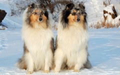 Desktop wallpaper. Dogs. ID:48381