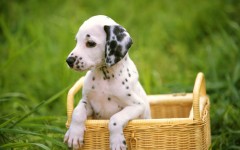 Desktop wallpaper. Dogs. ID:48383