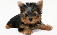 Desktop wallpaper. Dogs. ID:48384
