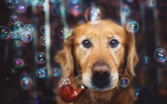 Desktop wallpaper. Dogs. ID:48385