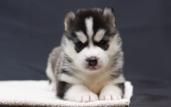 Desktop wallpaper. Dogs. ID:48386