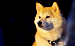 Desktop wallpaper. Dogs. ID:48387
