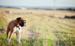 Desktop wallpaper. Dogs. ID:48389