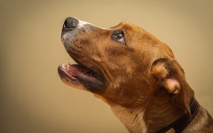 Desktop wallpaper. Dogs. ID:48391