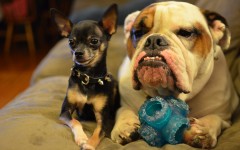 Desktop wallpaper. Dogs. ID:48392