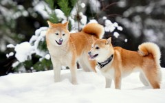 Desktop wallpaper. Dogs. ID:48393