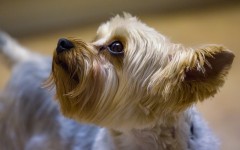 Desktop wallpaper. Dogs. ID:48395