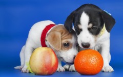 Desktop wallpaper. Dogs. ID:48396
