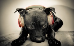 Desktop wallpaper. Dogs. ID:48397