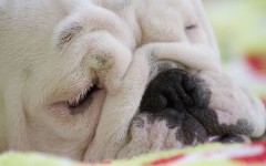 Desktop wallpaper. Dogs. ID:48398