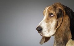 Desktop wallpaper. Dogs. ID:48400
