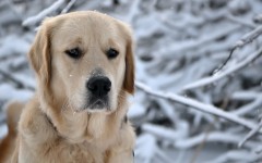 Desktop wallpaper. Dogs. ID:48402