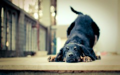 Desktop wallpaper. Dogs. ID:48403
