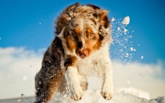 Desktop wallpaper. Dogs. ID:48406