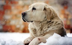 Desktop wallpaper. Dogs. ID:48408