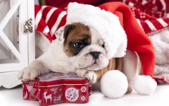 Desktop wallpaper. Dogs. ID:48409