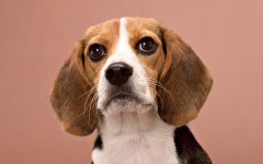 Desktop wallpaper. Dogs. ID:48410