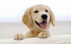Desktop wallpaper. Dogs. ID:48413