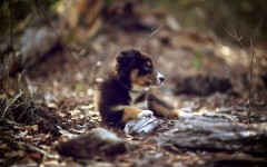 Desktop wallpaper. Dogs. ID:48414