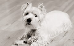 Desktop wallpaper. Dogs. ID:48415
