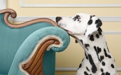 Desktop wallpaper. Dogs. ID:48416