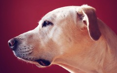 Desktop wallpaper. Dogs. ID:48417