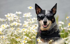 Desktop wallpaper. Dogs. ID:48418