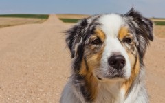 Desktop wallpaper. Dogs. ID:48419