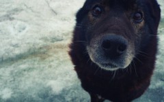 Desktop wallpaper. Dogs. ID:48420