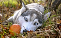 Desktop wallpaper. Dogs. ID:48421