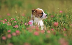 Desktop wallpaper. Dogs. ID:48422