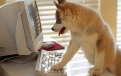 Desktop wallpaper. Dogs. ID:48423