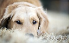 Desktop wallpaper. Dogs. ID:48424
