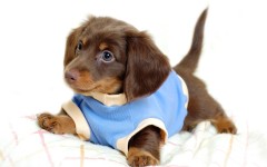 Desktop wallpaper. Dogs. ID:48425