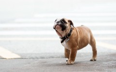 Desktop image. Dogs. ID:48426