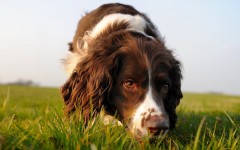 Desktop image. Dogs. ID:48427