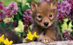 Desktop image. Dogs. ID:48428
