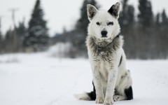 Desktop wallpaper. Dogs. ID:48429