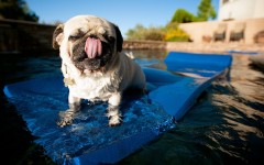 Desktop wallpaper. Dogs. ID:48430