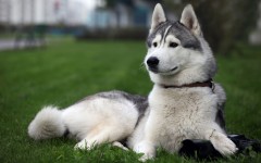 Desktop wallpaper. Dogs. ID:48431
