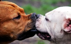 Desktop wallpaper. Dogs. ID:48433
