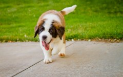 Desktop wallpaper. Dogs. ID:48434